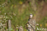 Red-backed Shrike (Lanius collurio)