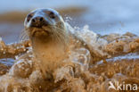 Grey Seal (Halichoerus grypus)