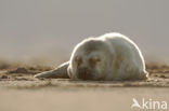 Grey Seal (Halichoerus grypus)