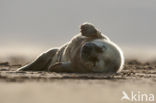 Grey Seal (Halichoerus grypus)