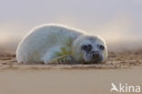 Grey Seal (Halichoerus grypus)