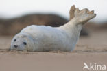 Grey Seal (Halichoerus grypus)