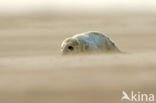 Grey Seal (Halichoerus grypus)