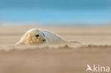 Grijze zeehond