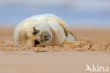 Grey Seal (Halichoerus grypus)