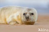 Grey Seal (Halichoerus grypus)