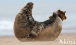 Grey Seal (Halichoerus grypus)