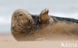 Grey Seal (Halichoerus grypus)