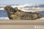 Grey Seal (Halichoerus grypus)