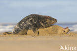 Grey Seal (Halichoerus grypus)