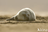 Grey Seal (Halichoerus grypus)