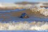 Grey Seal (Halichoerus grypus)