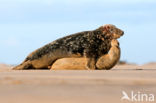 Grey Seal (Halichoerus grypus)