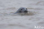 Grijze zeehond