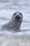 Grijze zeehond