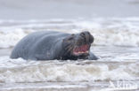 Grey Seal (Halichoerus grypus)