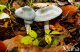 Groene anijstrechterzwam (Clitocybe odora)