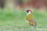 Groene Specht (Picus viridis)