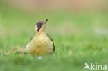 Groene Specht (Picus viridis)