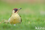 Groene Specht (Picus viridis)