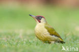 Groene Specht (Picus viridis)