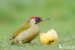 Groene Specht (Picus viridis)