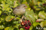 Groenling (Carduelis chloris)