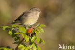 European Greenfinch (Carduelis chloris)