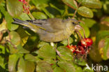 Groenling (Carduelis chloris)