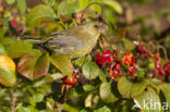 Groenling (Carduelis chloris)