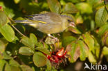 European Greenfinch (Carduelis chloris)