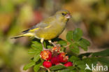 European Greenfinch (Carduelis chloris)