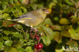 Groenling (Carduelis chloris)