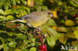 Groenling (Carduelis chloris)