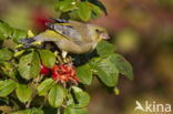 Groenling (Carduelis chloris)