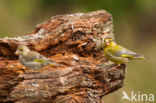 Groenling (Carduelis chloris)