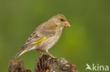 Groenling (Carduelis chloris)