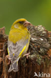 Groenling (Carduelis chloris)