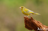 Groenling (Carduelis chloris)