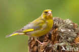 Groenling (Carduelis chloris)