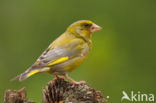 Groenling (Carduelis chloris)