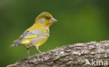 Groenling (Carduelis chloris)