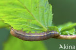 Groente-uil (Lacanobia oleracea)