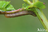 Groente-uil (Lacanobia oleracea)