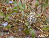 Greenland Redpoll (Carduelis flammea rostrata)