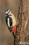 Grote Bonte Specht (Dendrocopos major)