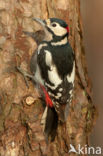 Great Spotted Woodpecker (Dendrocopos major)