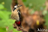 Grote Bonte Specht (Dendrocopos major)