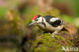 Grote Bonte Specht (Dendrocopos major)