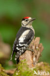 Grote Bonte Specht (Dendrocopos major)